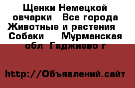 Щенки Немецкой овчарки - Все города Животные и растения » Собаки   . Мурманская обл.,Гаджиево г.